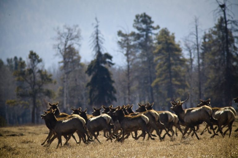 Kootenay_elk_running_by_Andrew_Klaver