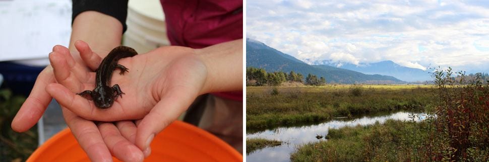 BCIT Students Chehalis River Study