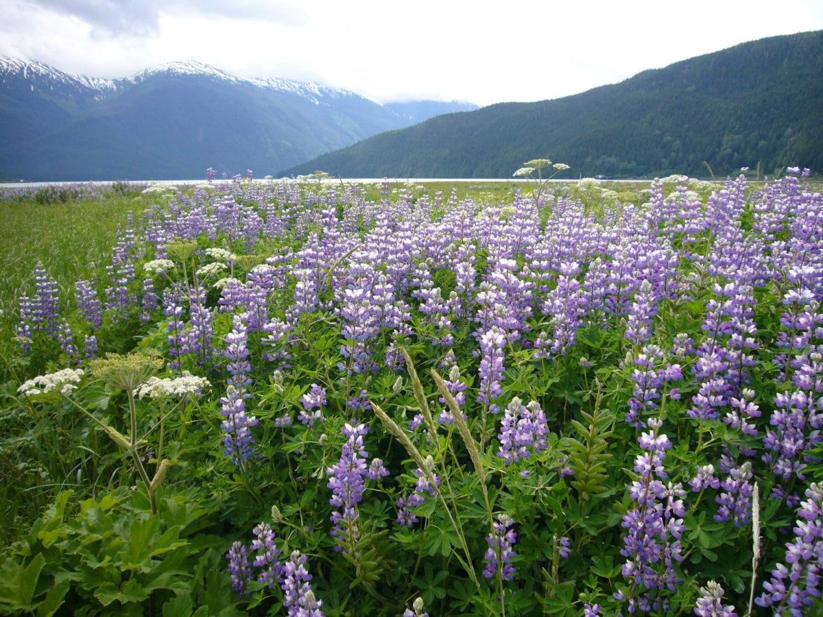 Alice Arm Lupin Fields