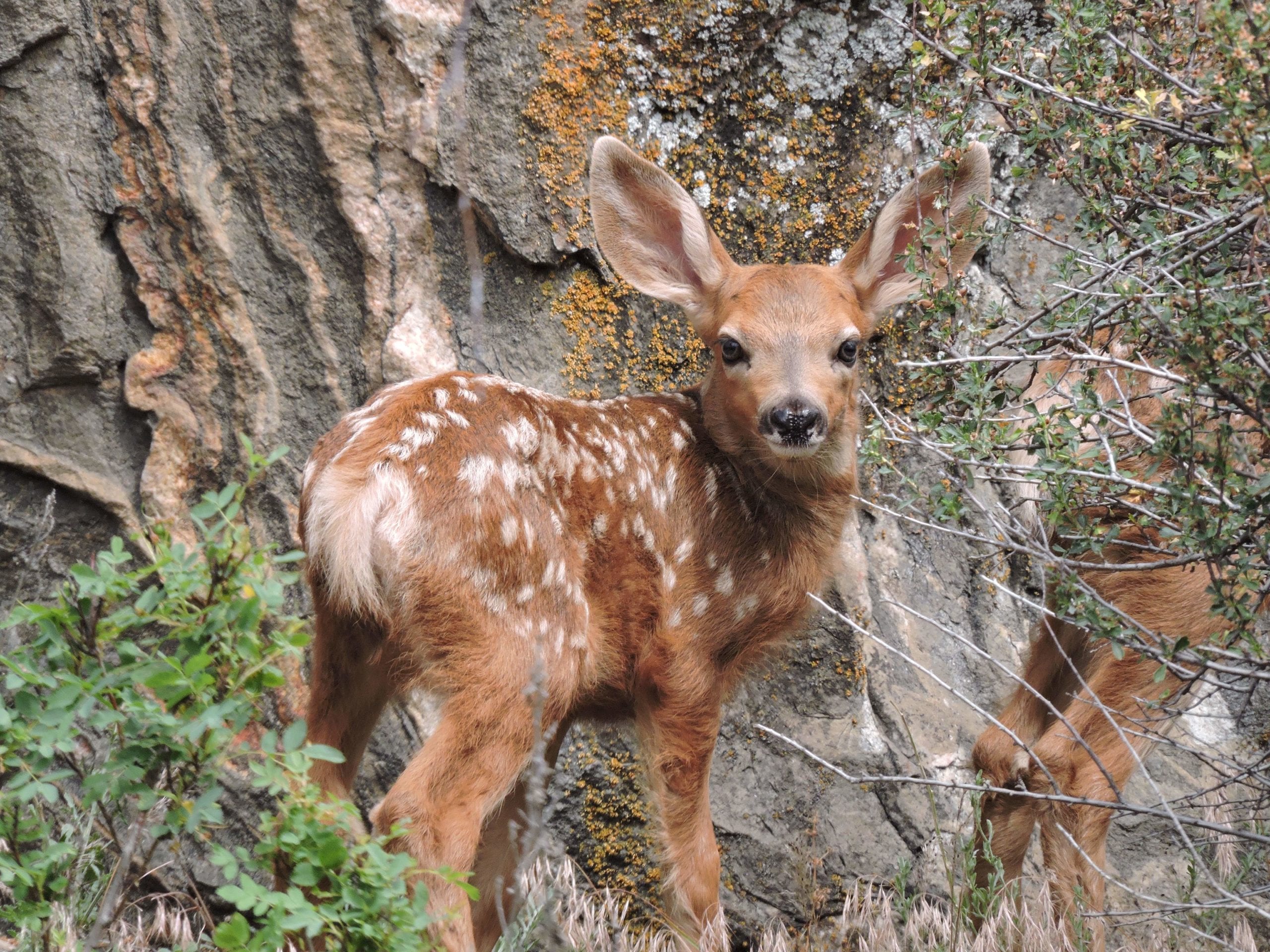 Cute Fawn