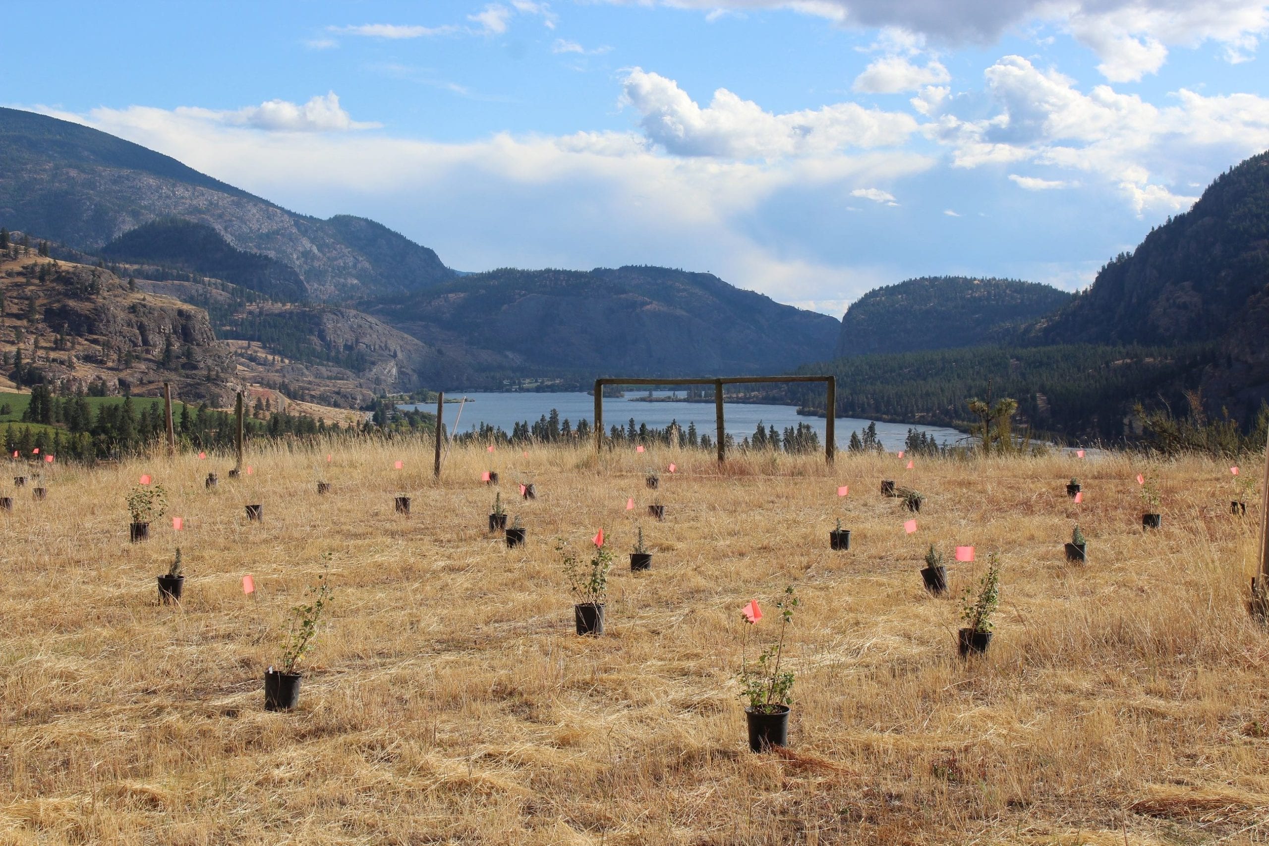 Vaseux Lake trees