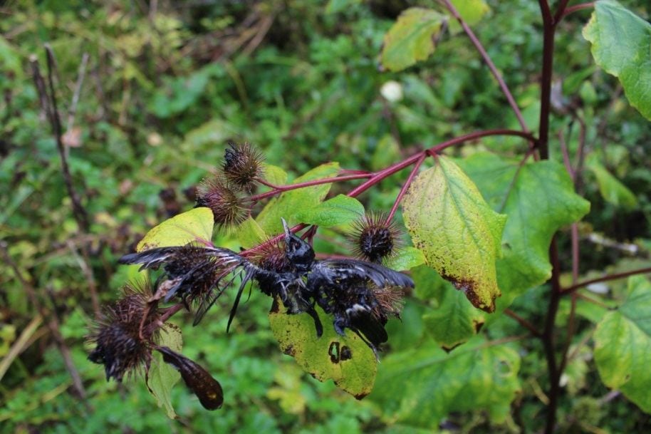 Bird caught on Burdock - Alice Arm Estuary