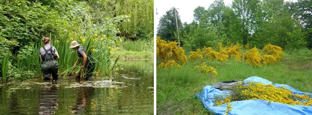 CYC_Removal of Invasive Plants