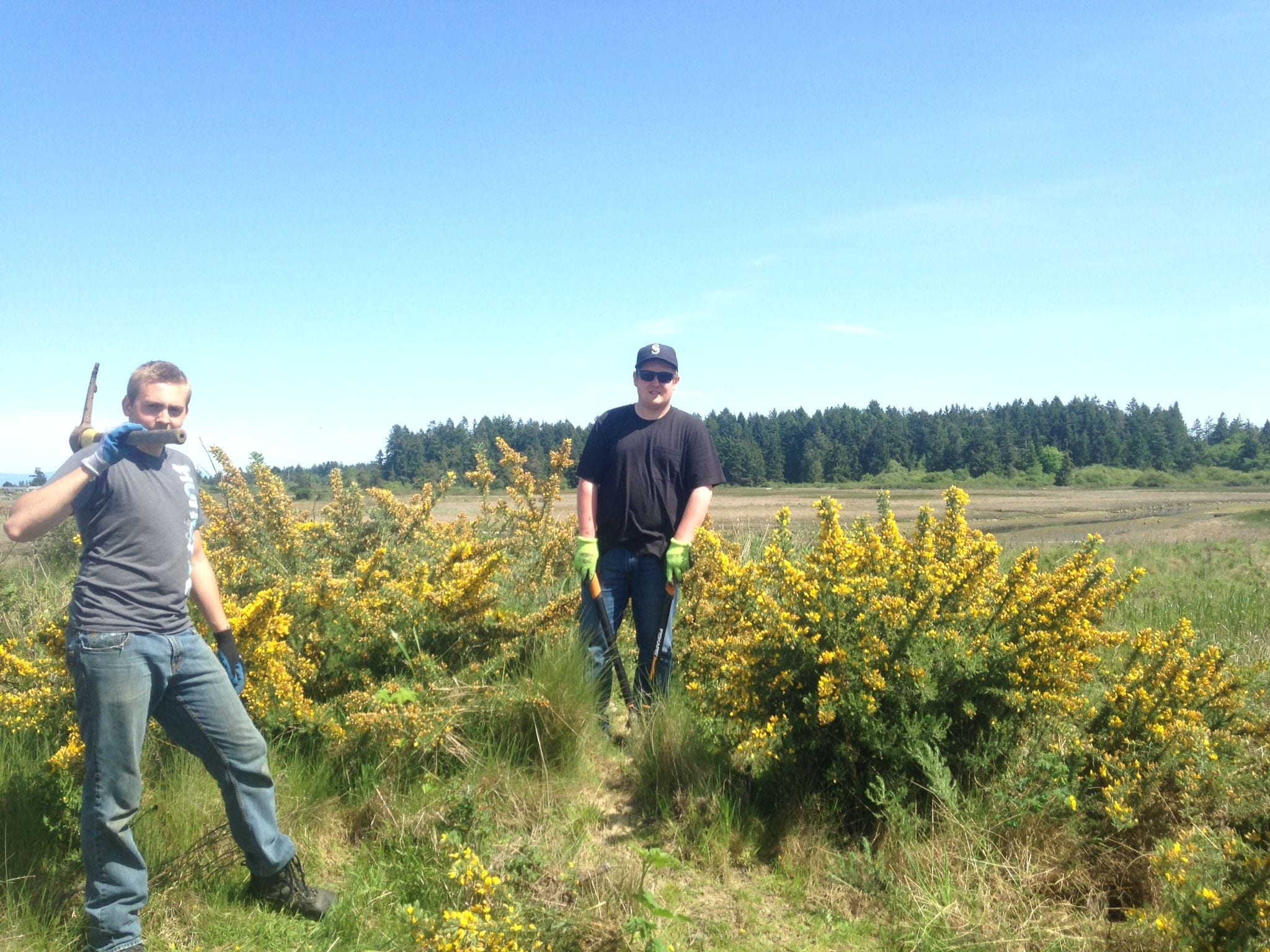 Englishman River estuary gorse removal