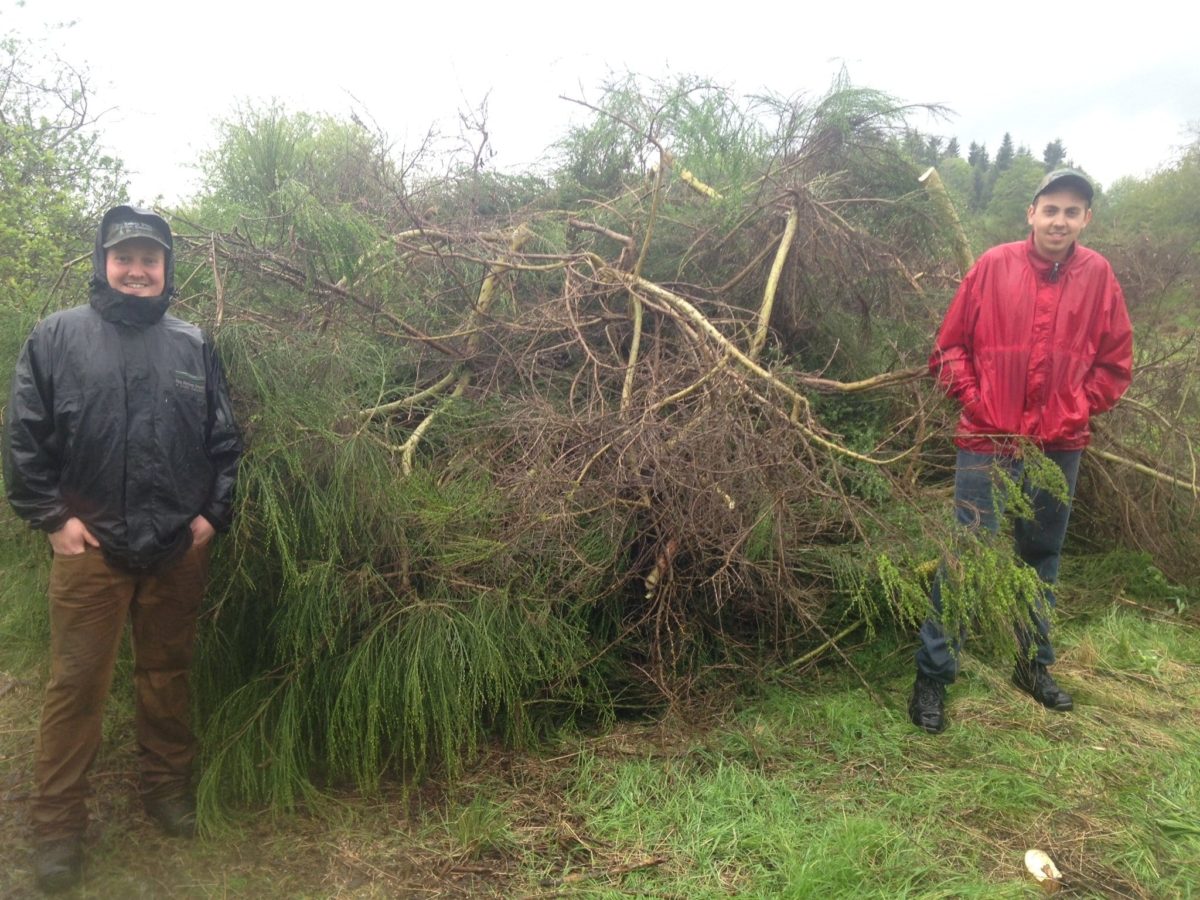 Scotch Broom removal at Nanaimo Estuary Conservation Area