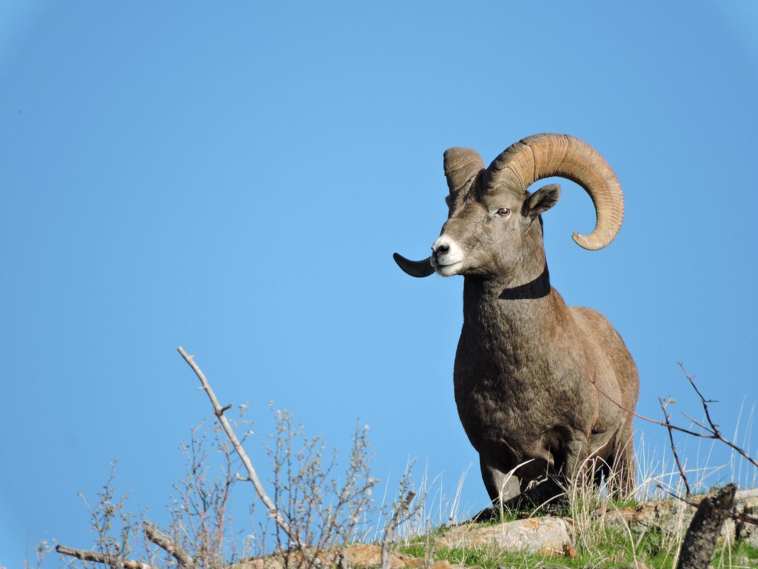 Bighorn Sheep