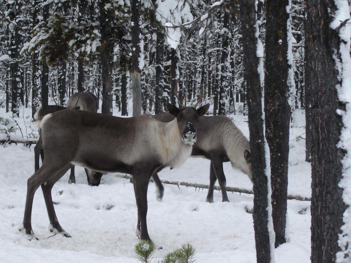 Caribou in Trees from Dale Seip