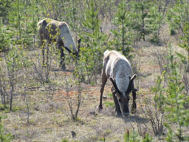 Kennedy Siding caribou