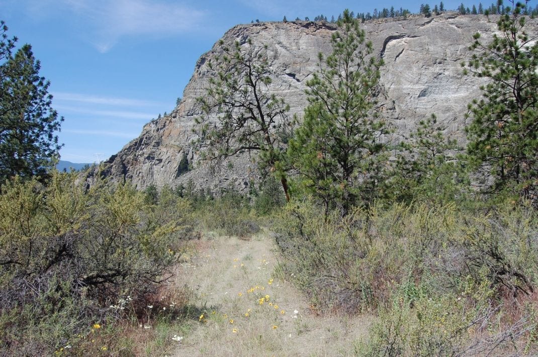 antelope brush