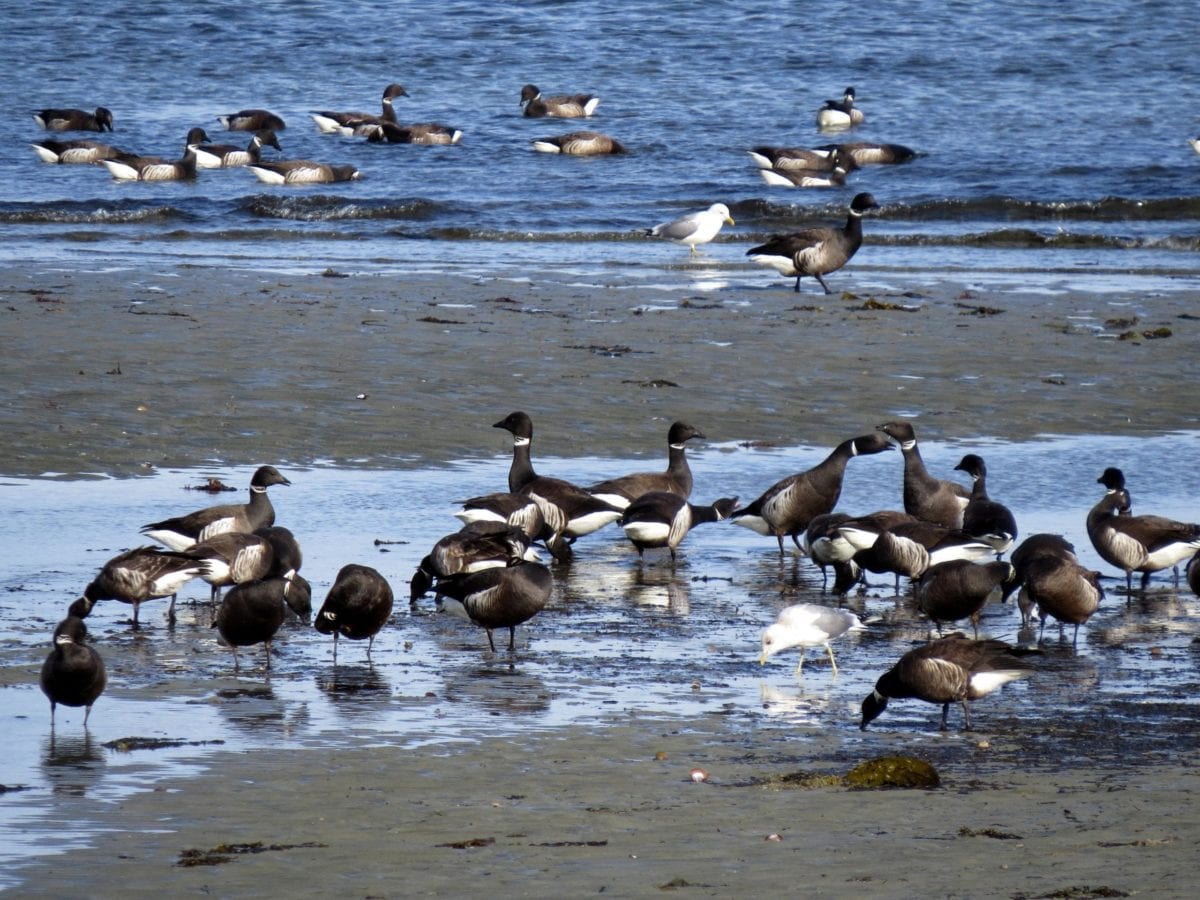 brant geese