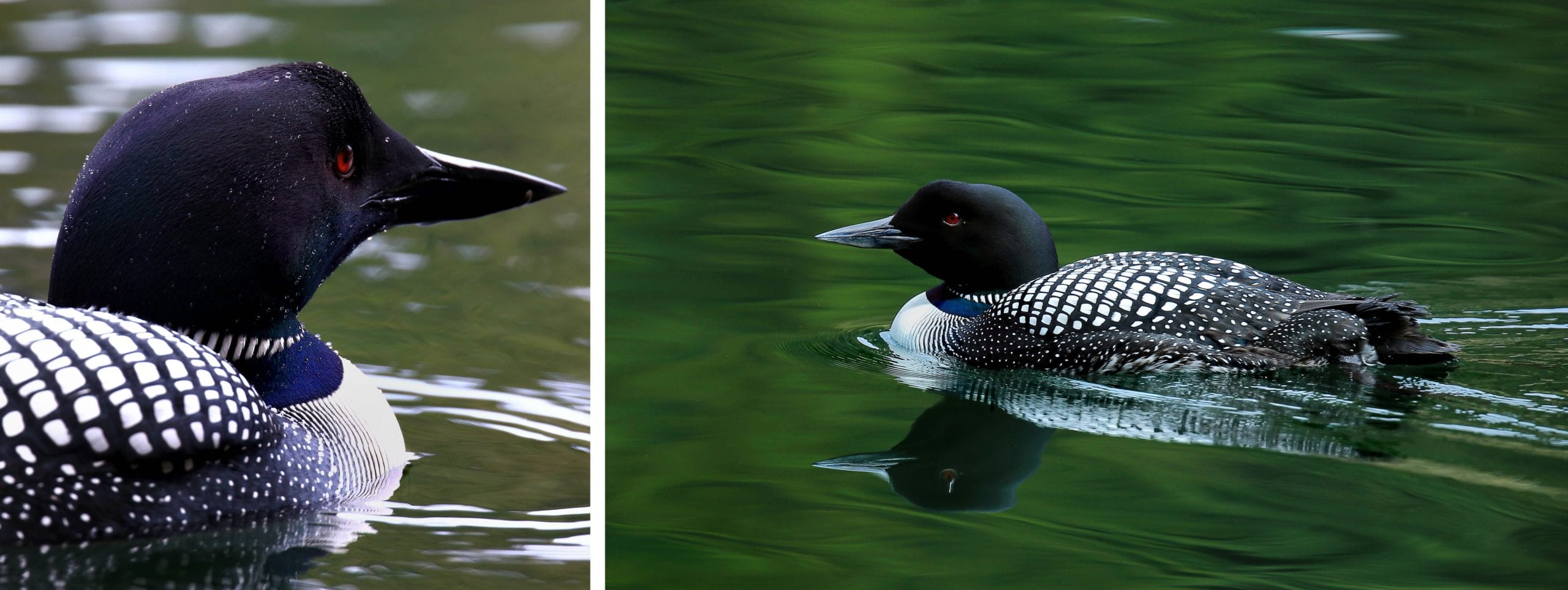 Loons by William Murdock