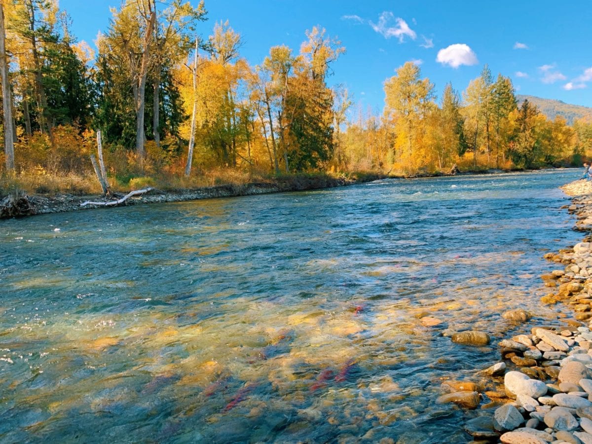 Adams River by Dan Hincks