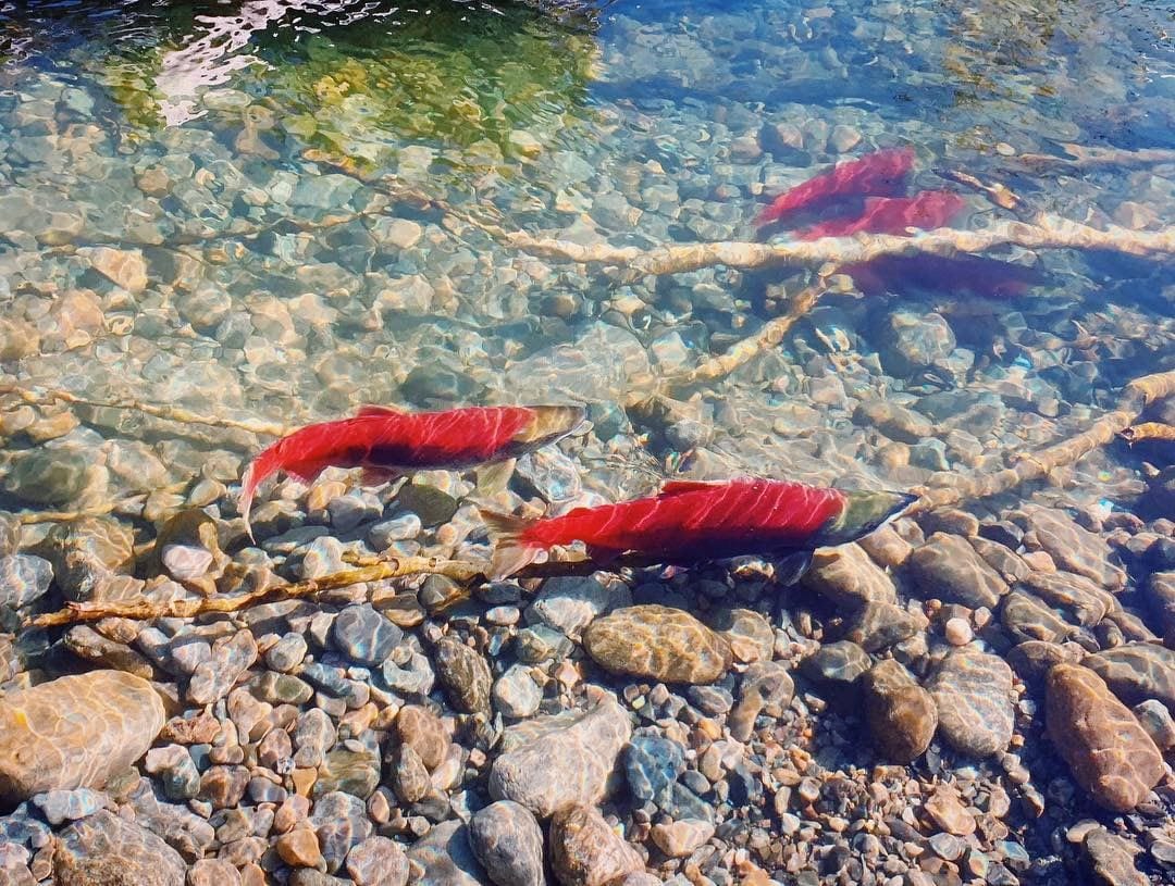 Adams River Salmon Run by Dan Hincks