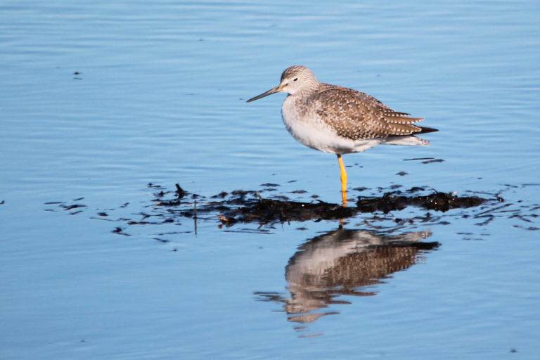 Sandpiper by Samantha Penner