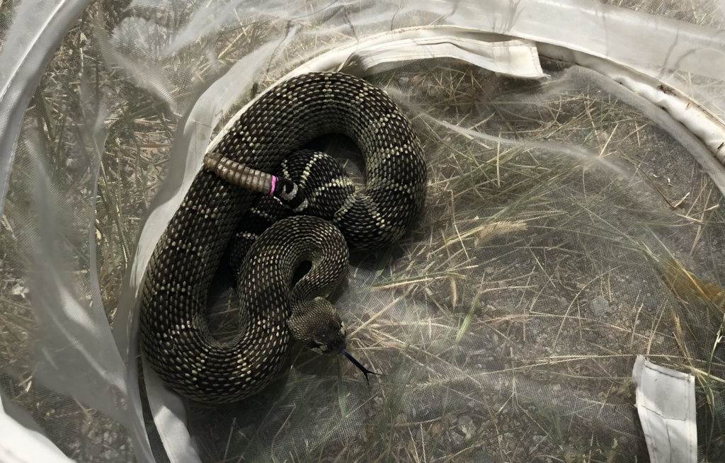 Snakes, Hikes and Helping the Community in the Okanagan - The Nature