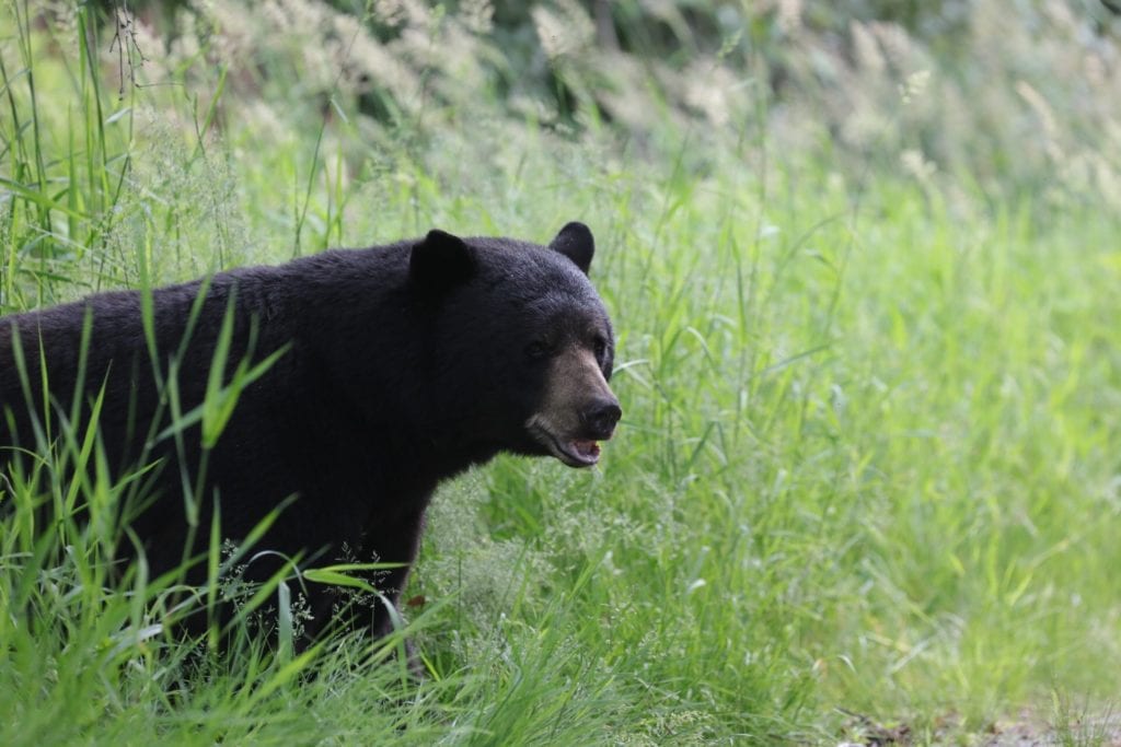 black bear