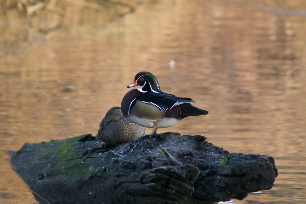 female wood duck