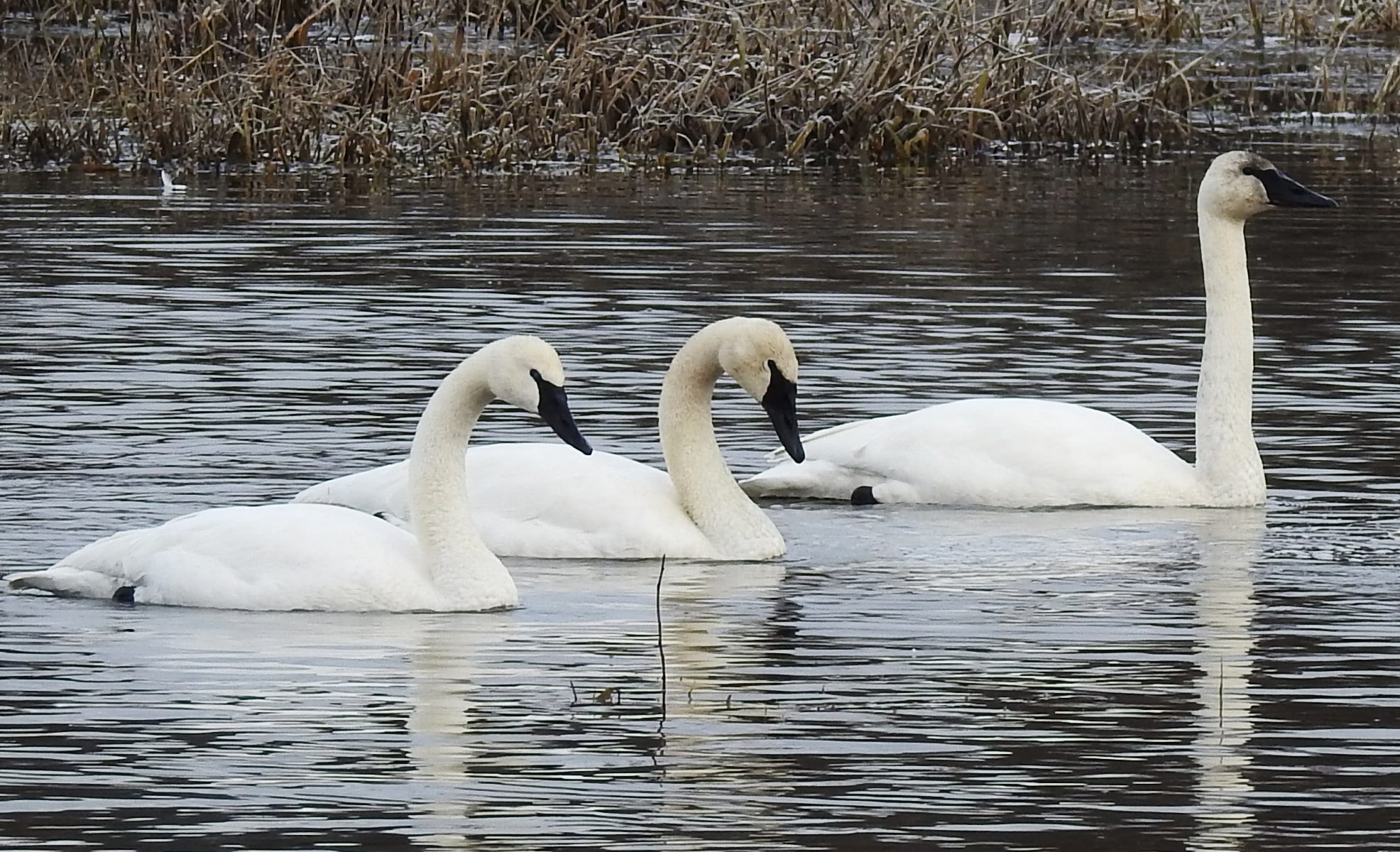 Trumpeter Swans