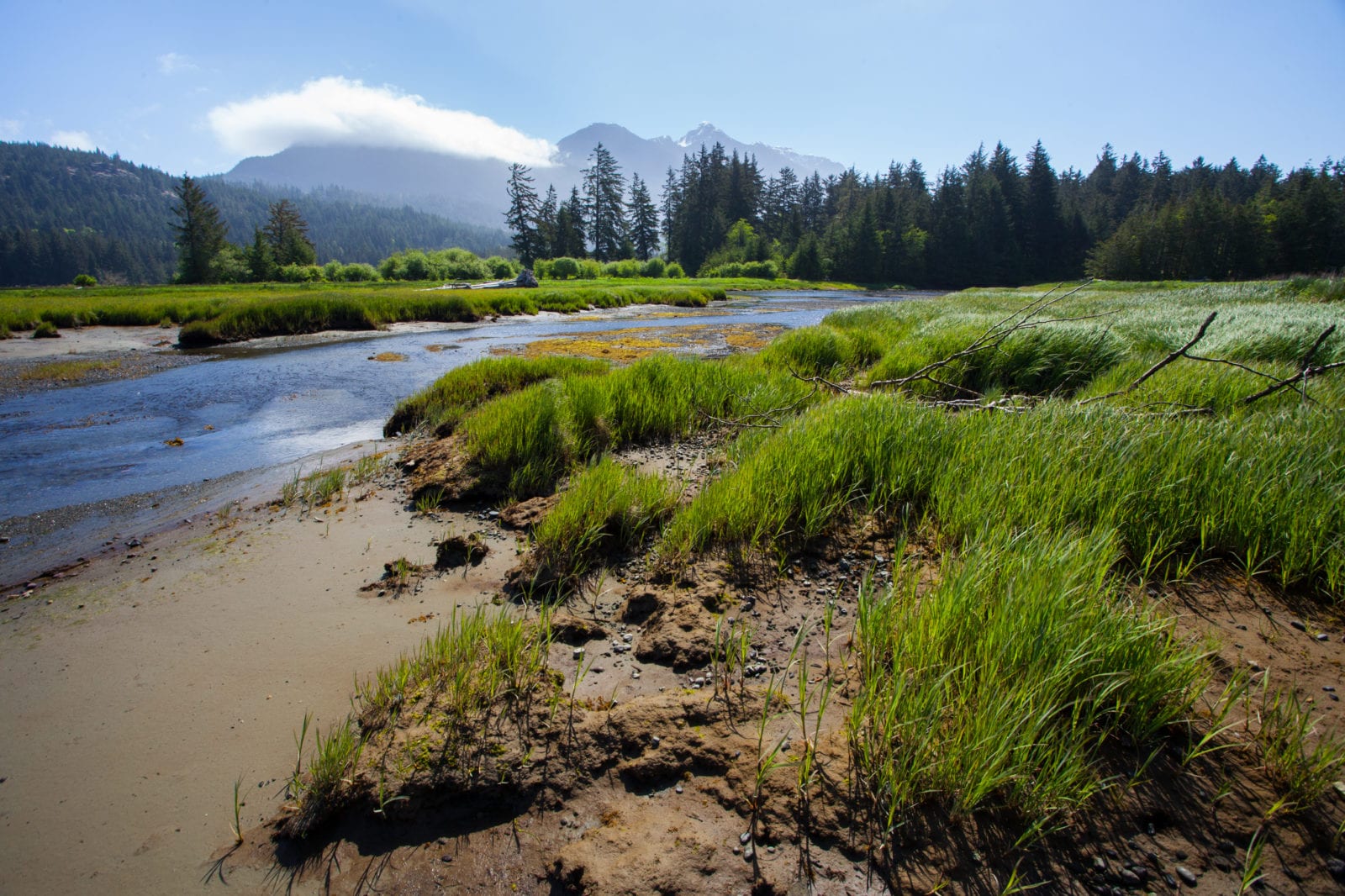 Saving Trees, Bears and Salmon one property at a time The Nature