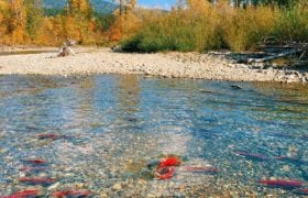 Red Sockeye Salmon swim up river to spawn at Adams River