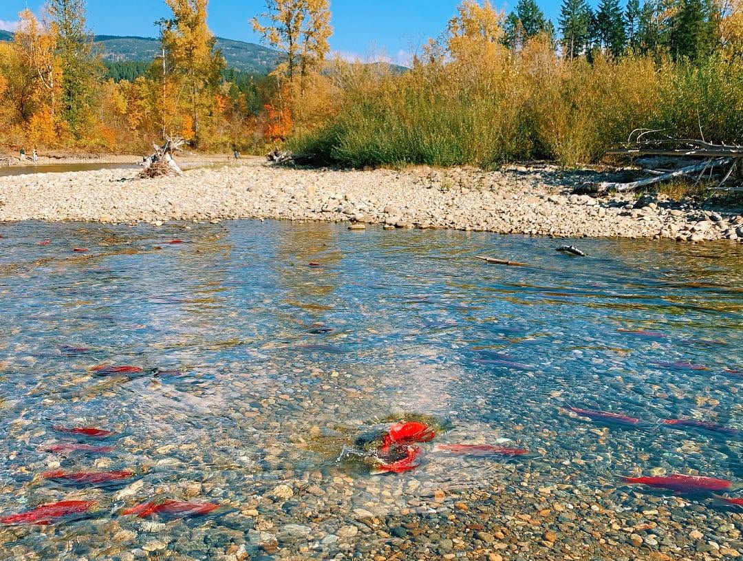 Red Sockeye Salmon swim up river to spawn at Adams River
