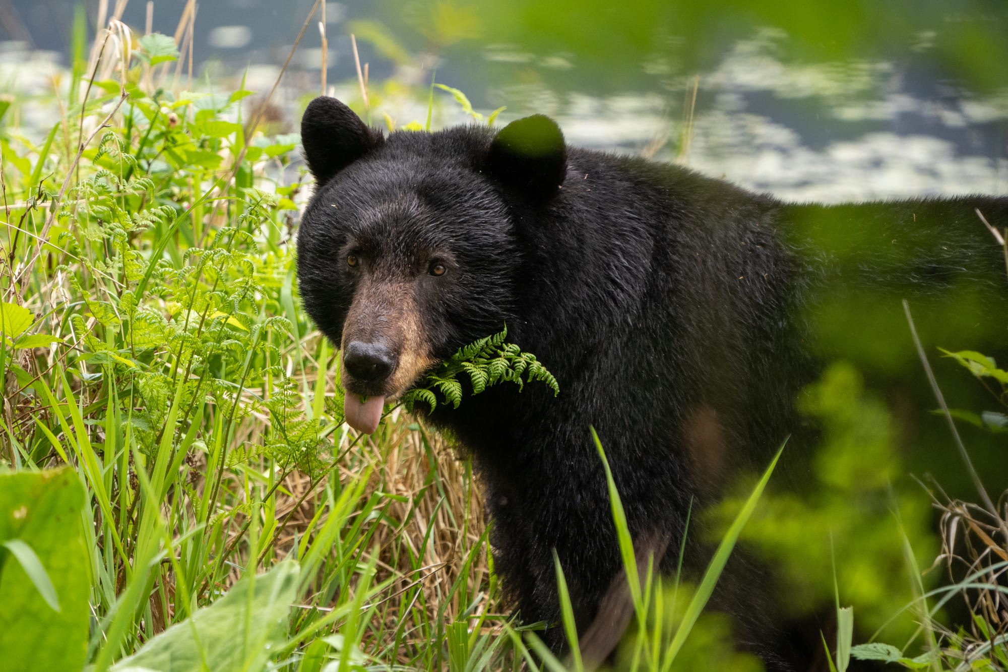 A female black bear munches on some vegetation with her tongue sticking out.