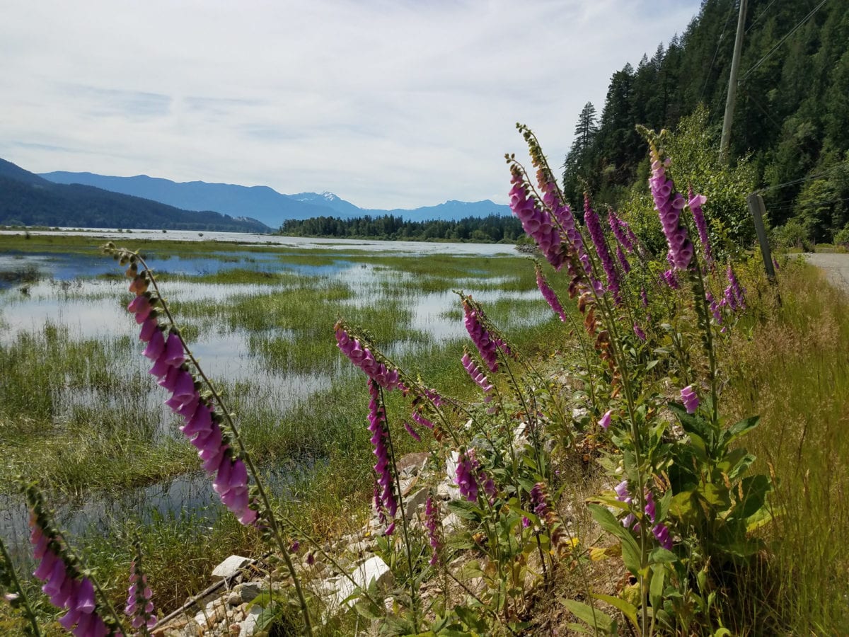 Looking out over a wetland with purple foxglove flowers in the foreground