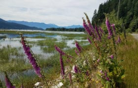 Looking out over a wetland with purple foxglove flowers in the foreground