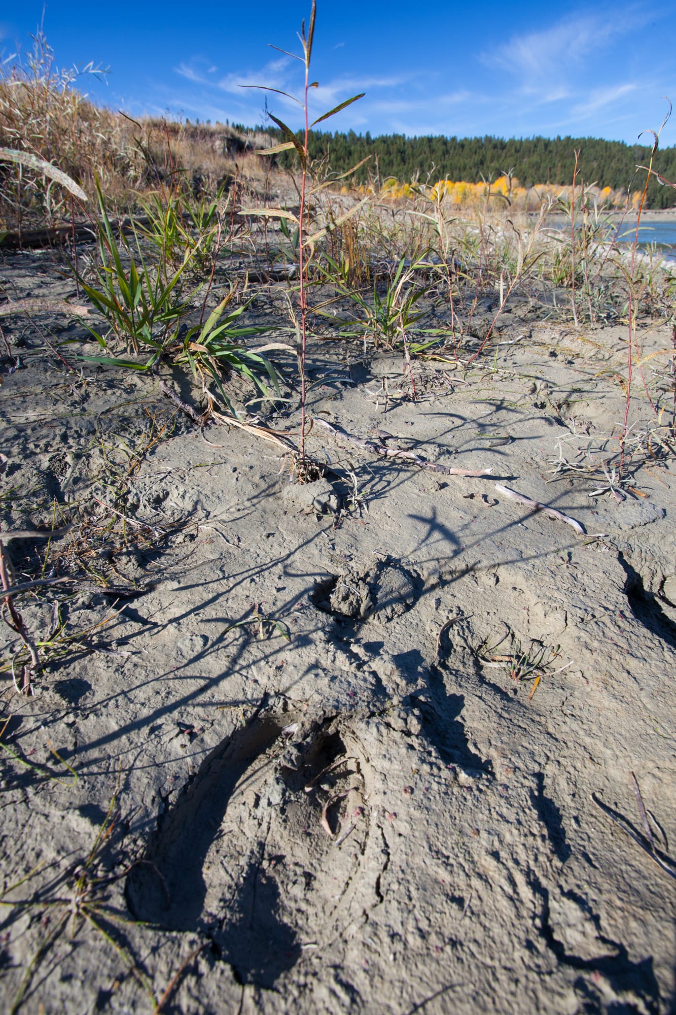 Deer hoof print in the mud along the lakeshore