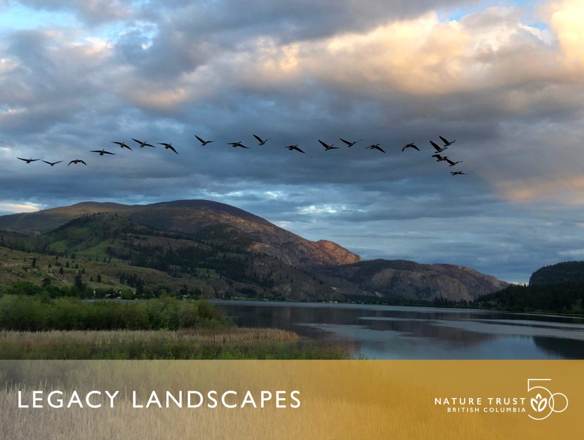 Legacy Landscapes - Vaseux Lake - The Nature Trust of British Columbia