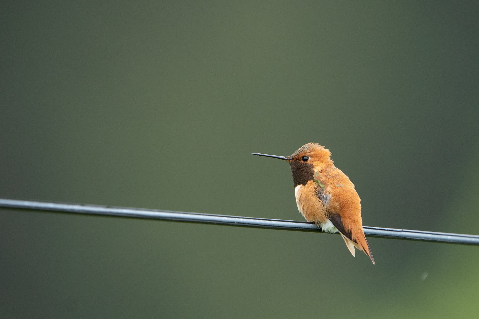 Rufous Hummingbird sits on a telephone wire
