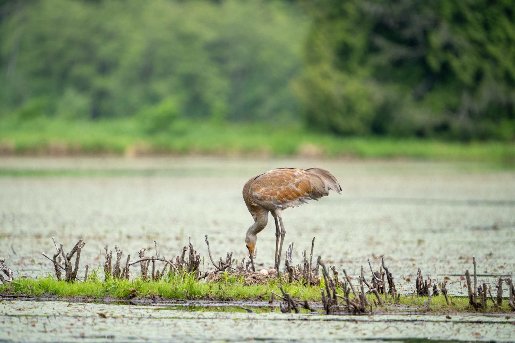 A sandhill crane adjusts her nest tending to her nest with two visible eggs