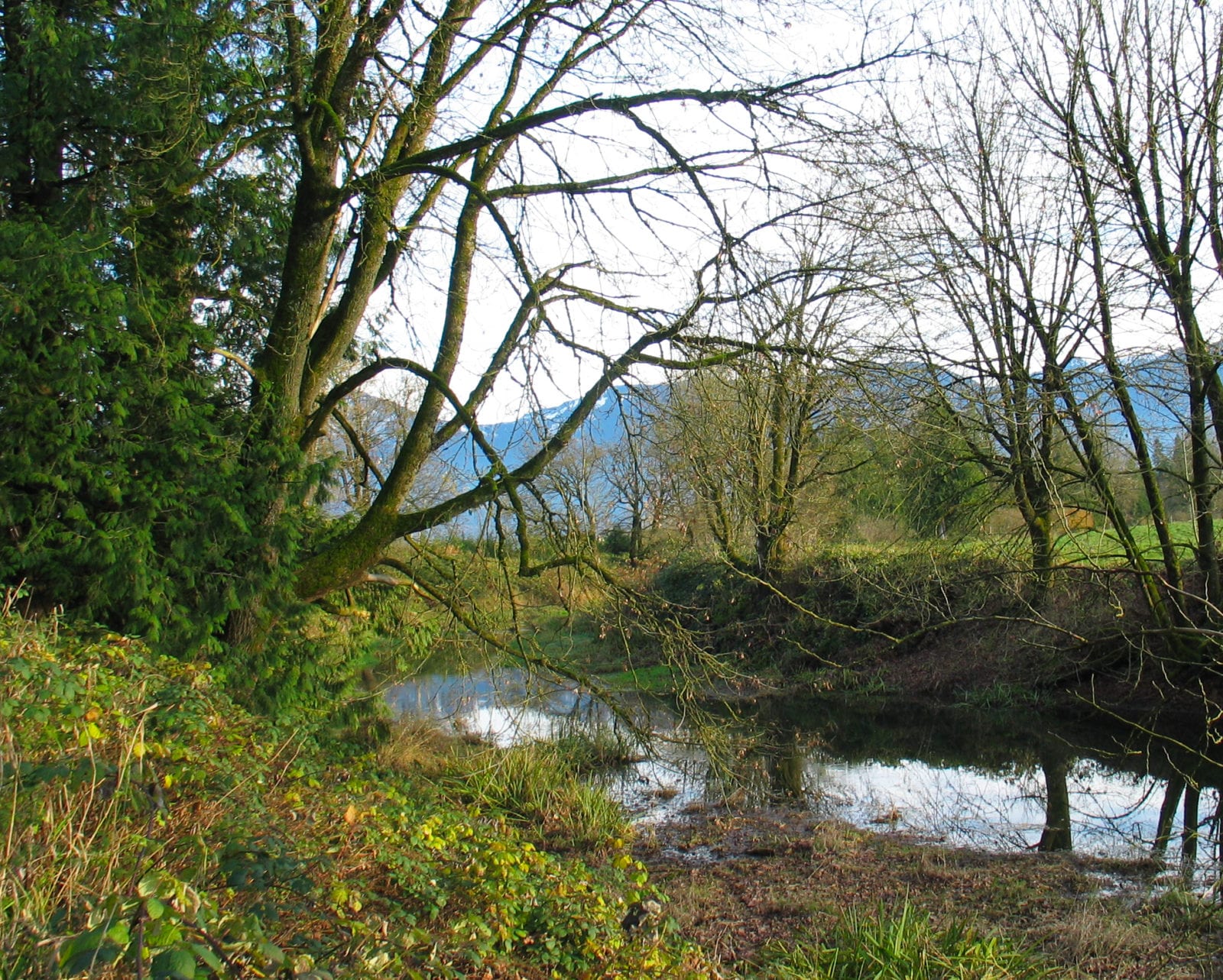 Legacy Landscapes Camp Slough The Nature Trust of British Columbia