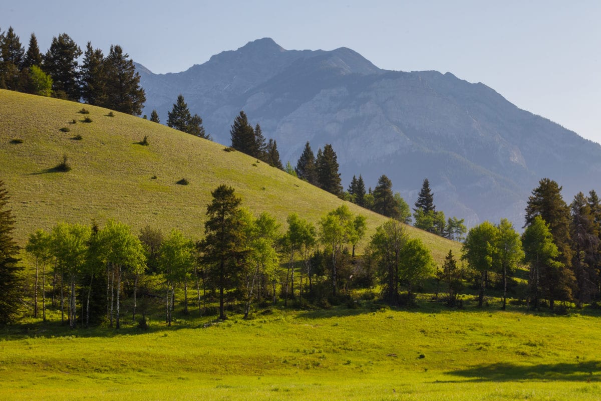 Rolling grass hills, lined with trees and rugged mountains in the background