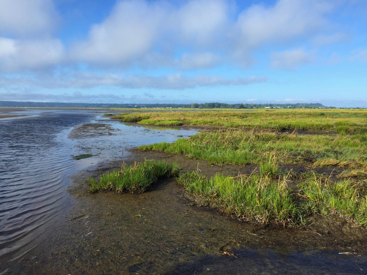 Looking down the shore with water, sand a and grass