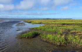 Looking down the shore with water, sand a and grass