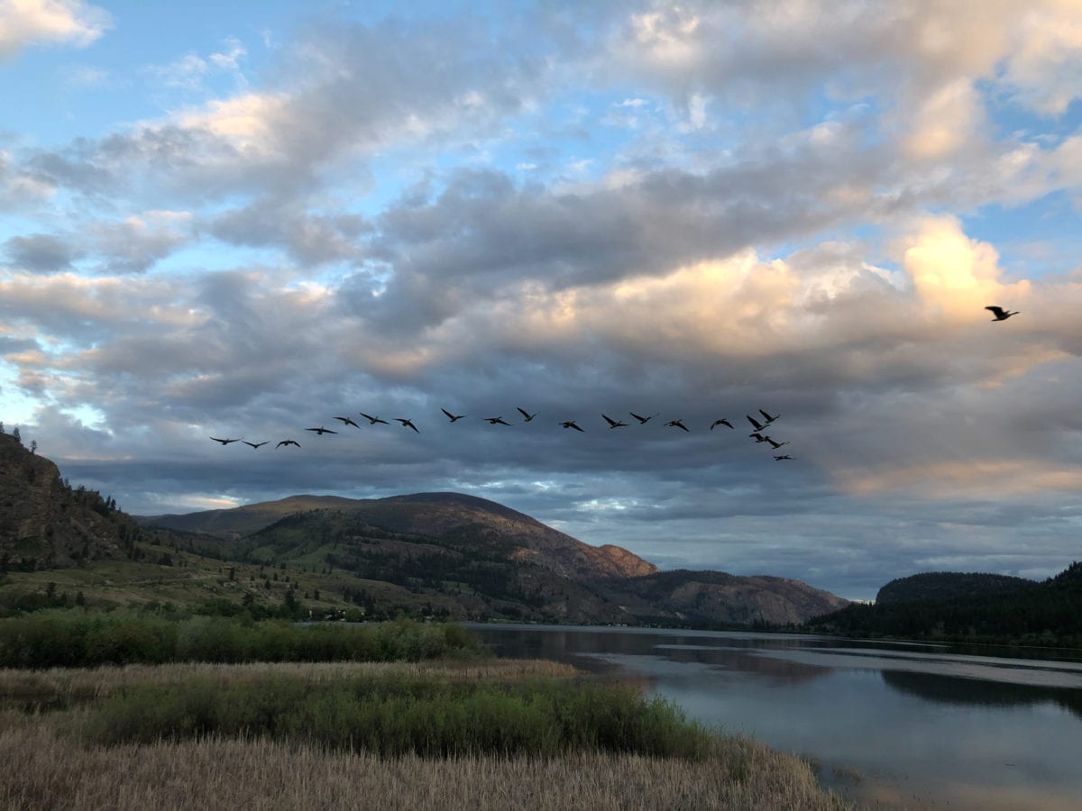 Geese fly over Vaseux Lake at sunset