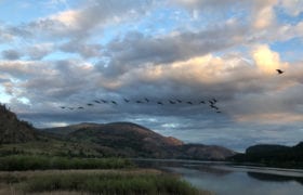 Geese fly over Vaseux Lake at sunset