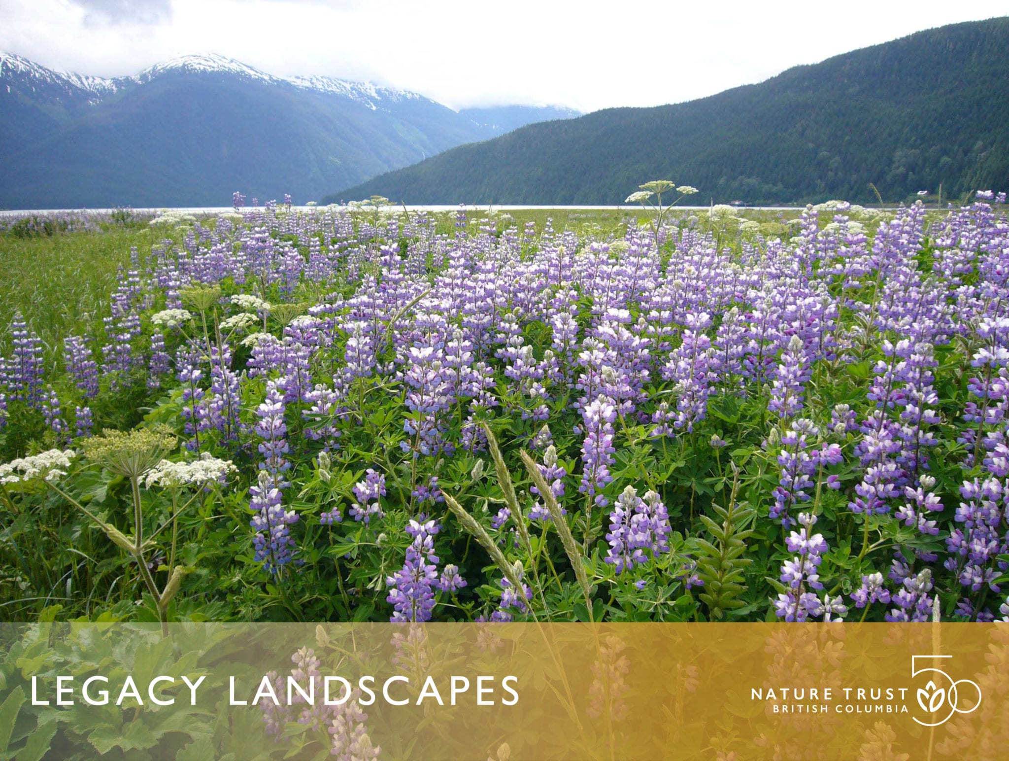 Legacy Landscapes Alice Arm Estuary The Nature Trust of British