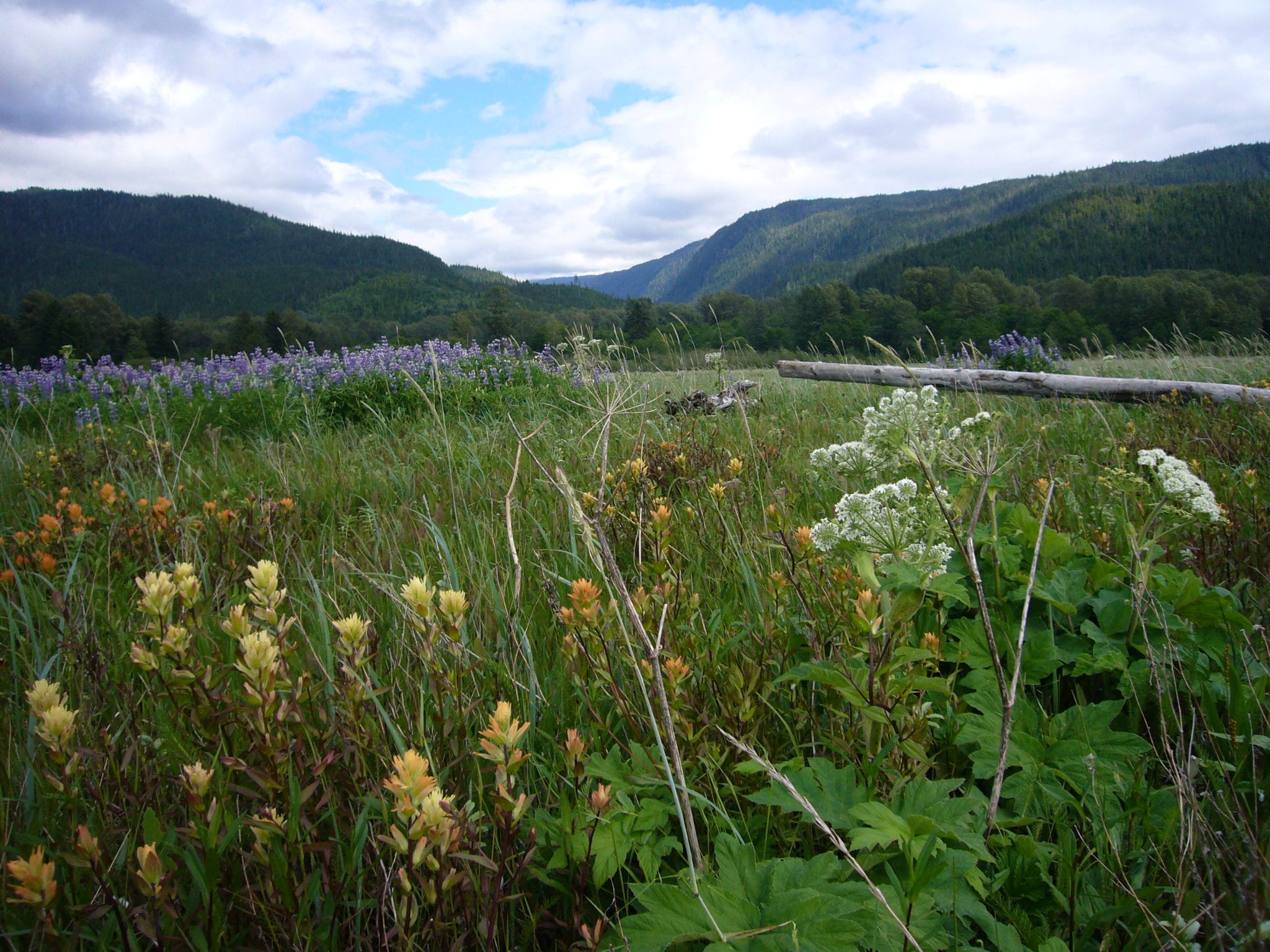 Legacy Landscapes Alice Arm Estuary The Nature Trust of British
