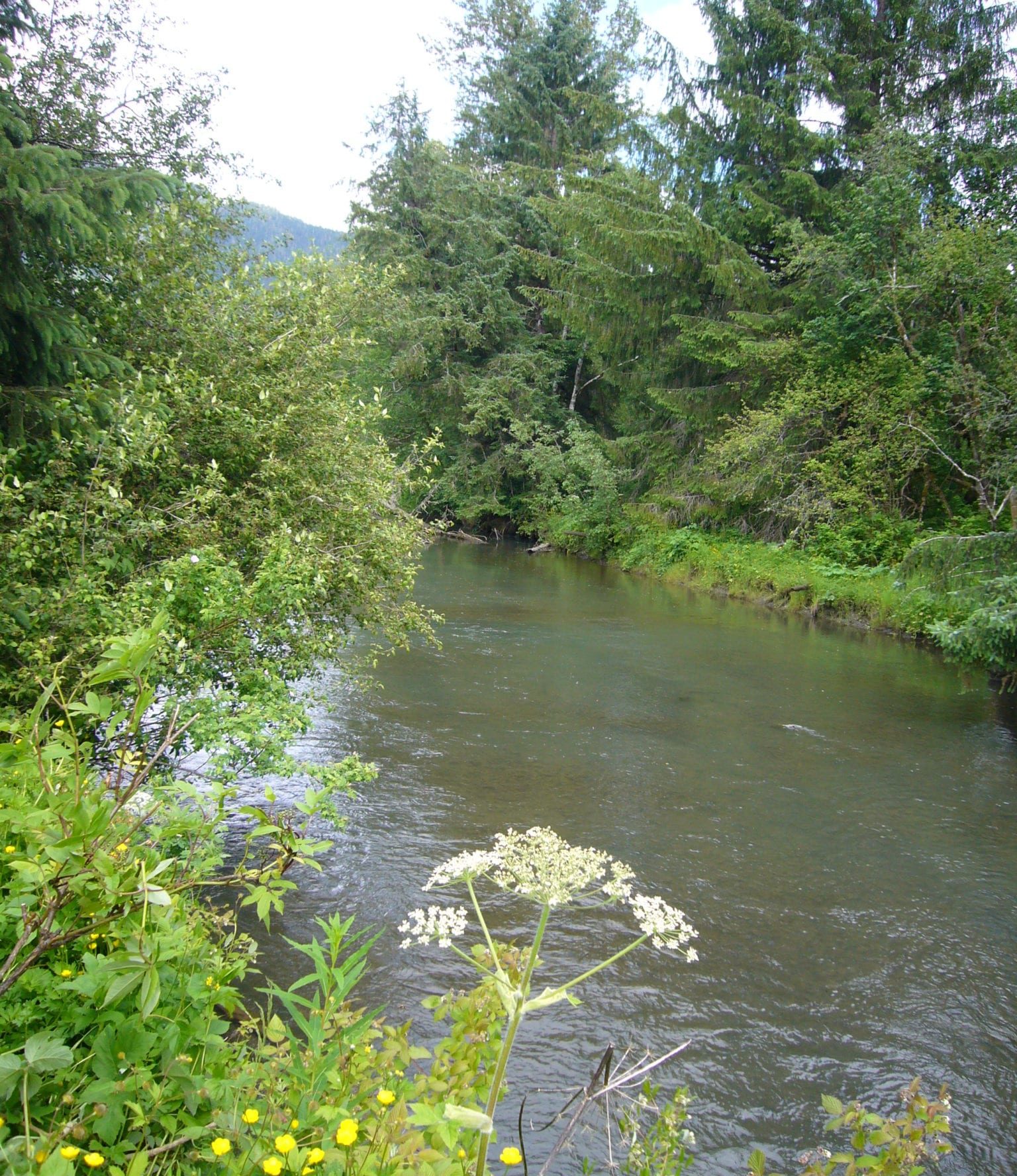 Legacy Landscapes Alice Arm Estuary The Nature Trust of British