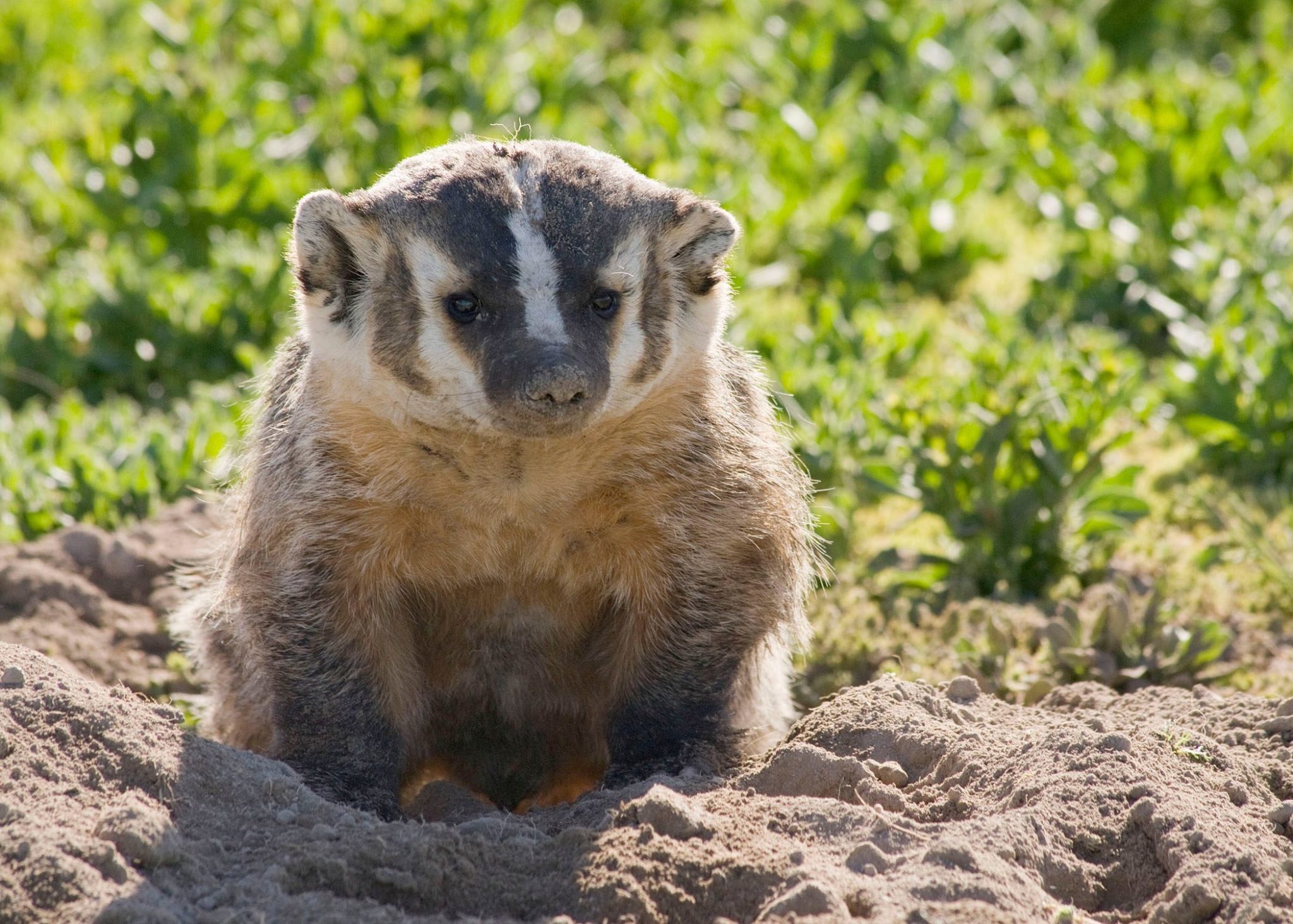 Badger Culverts in Columbia River Edgewater The Nature Trust of