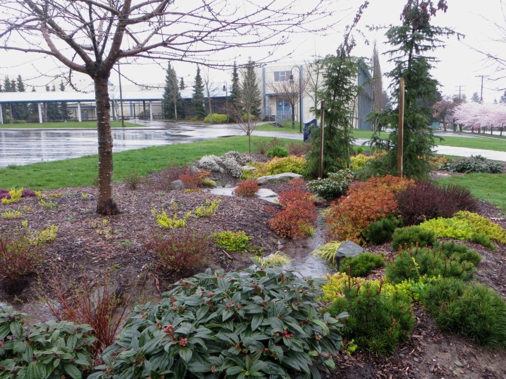 A Rain Garden Revisited - The Nature Trust of British Columbia