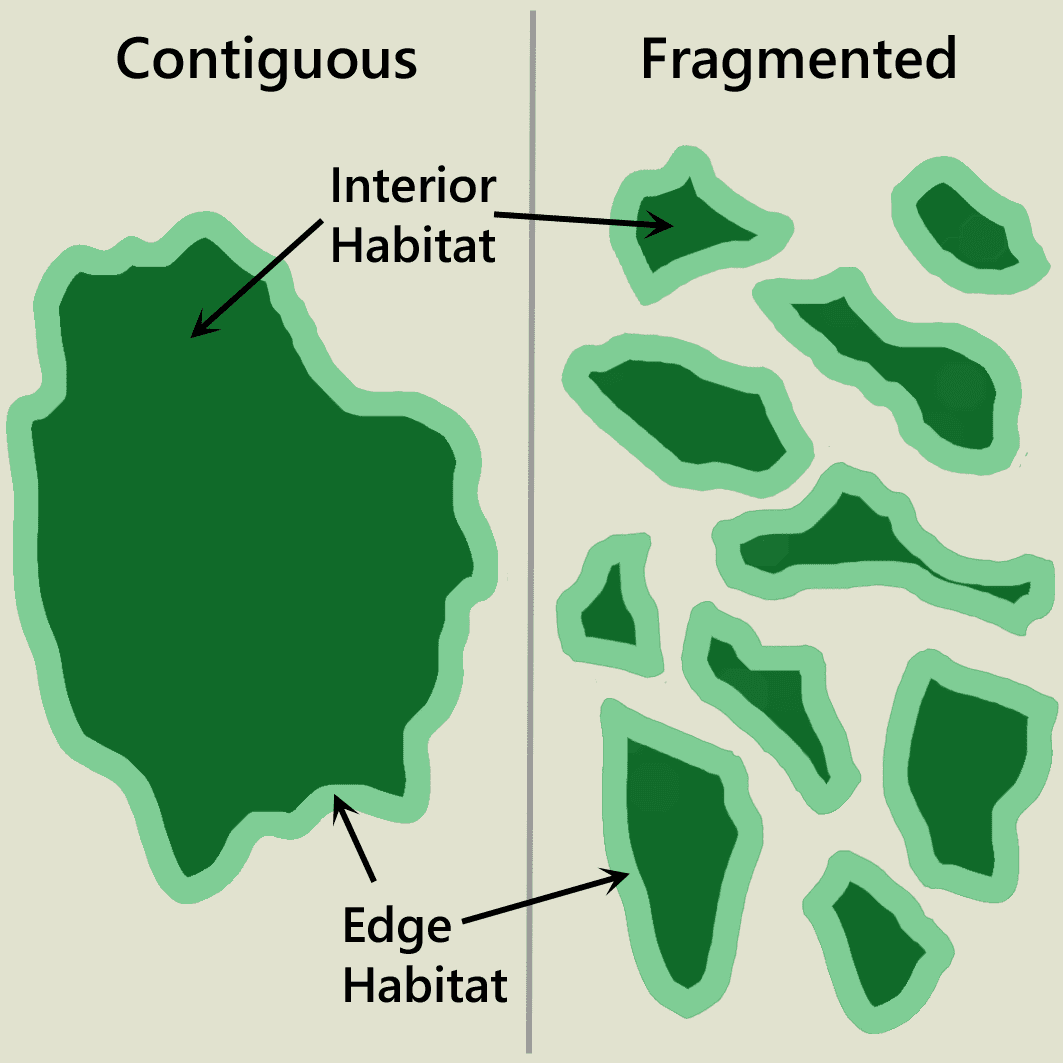 Habitat fragmentation and how land conservation is putting the pieces