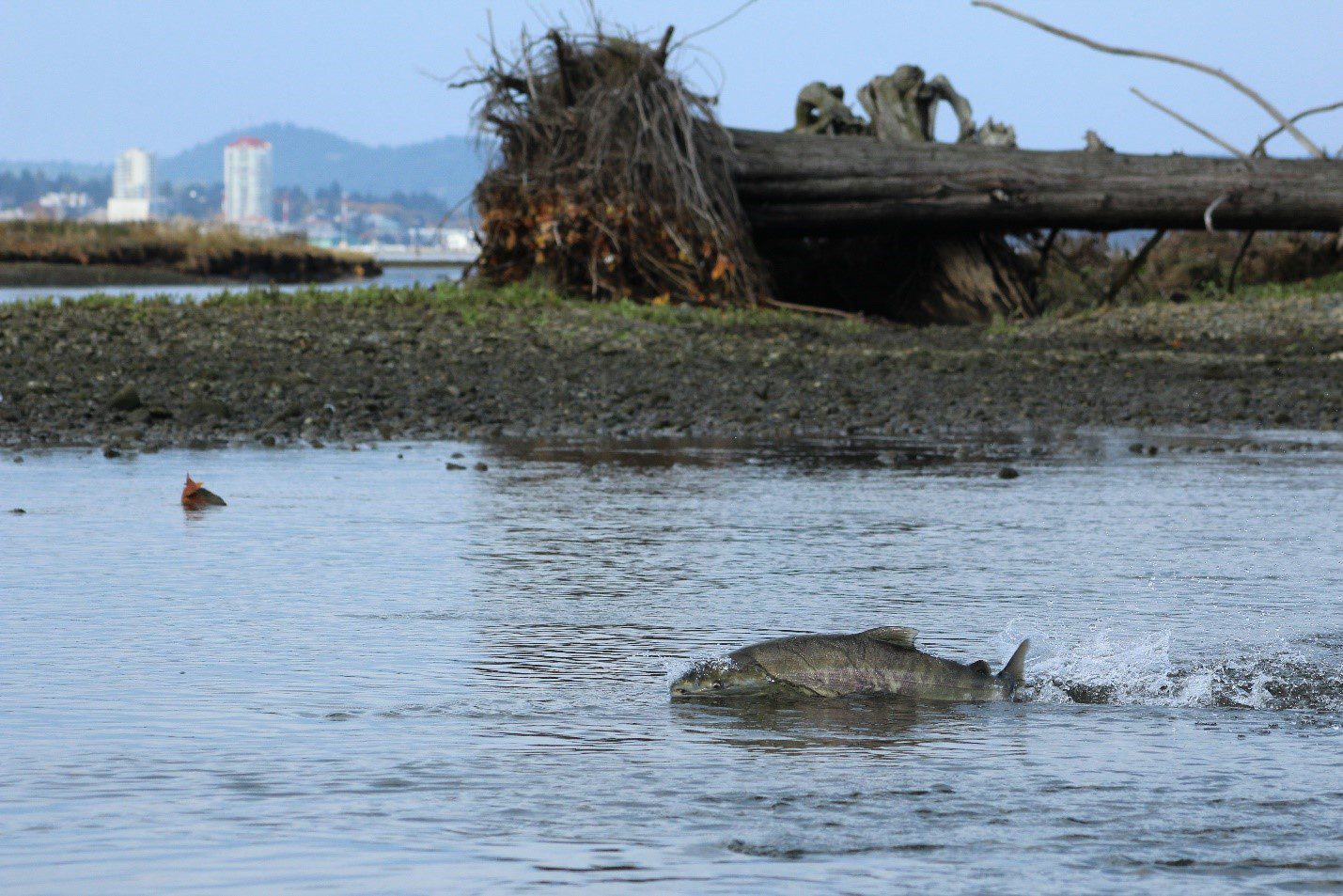 Restoring the Nanaimo River Estuary The Nature Trust of British Columbia