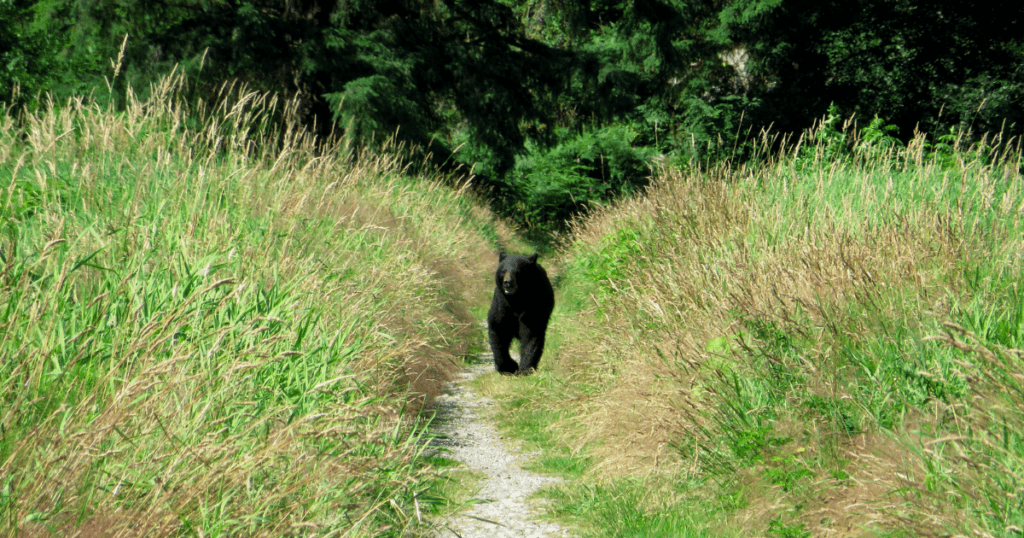 A black bear walks down a small path with greenery on both sides.