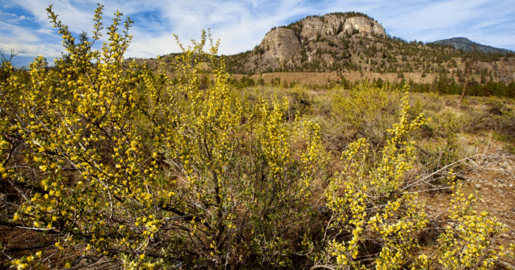 Antelope brush with yellow flowers in a scenic shot of the Okanagan. In the background, there is a desert landscape.