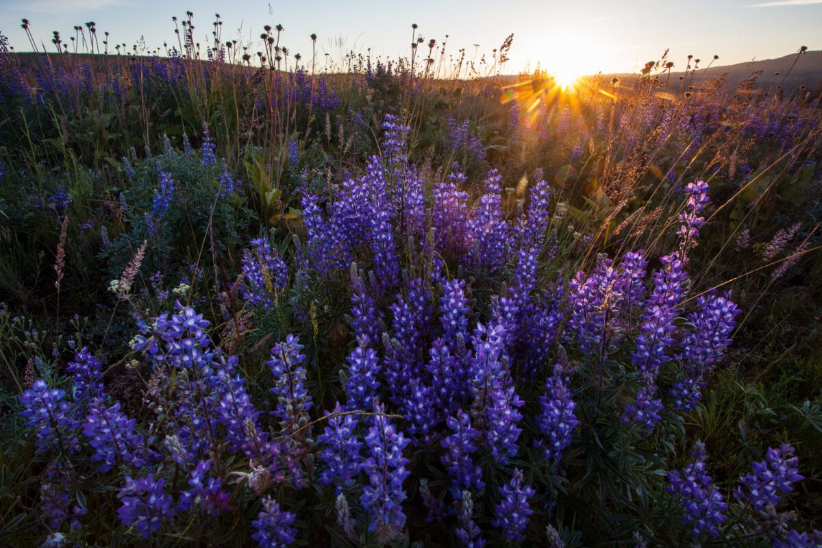 A field of purple flowers with the sun setting in the background.