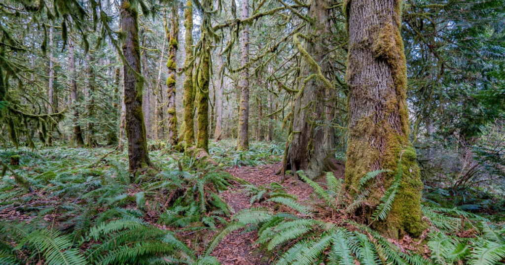 Mossy forested area with ferns at Little Qualicum River