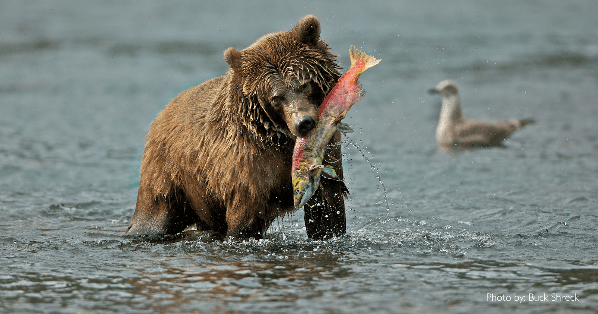 Saving Salmon is Vital for Ecosystem Resilience and Biodiversity